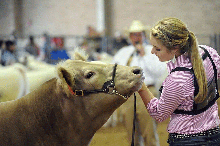 FFA+member+junior+Sydney+Jenkins+stands+with+her+show+cow+on+Jan.+26.