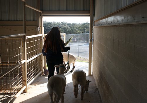 In the ag barn after school, freshman Madi Rocha works her animals to prepare for the next stock show.