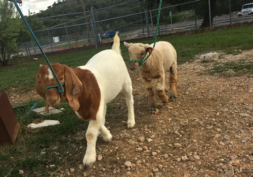 Its time for the Comal County stock show, fair and rodeo. Ag students will take their animals to the fairgrounds in New Braunfels.