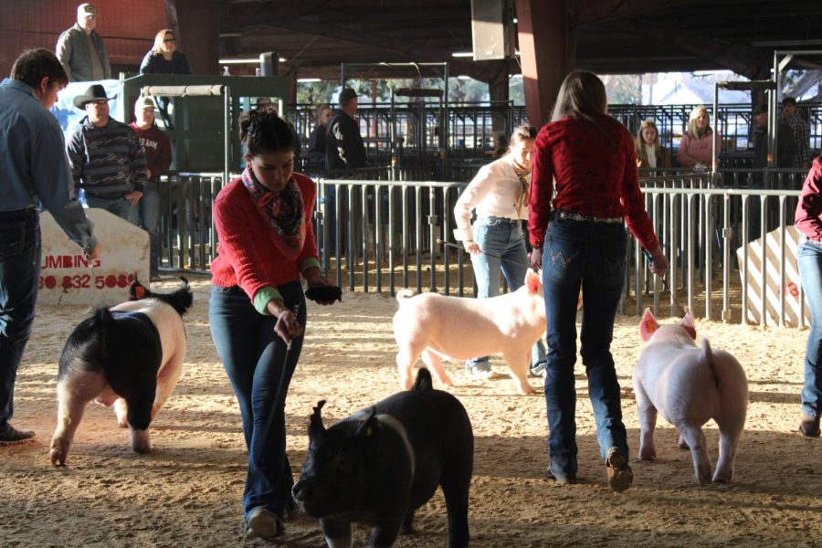Addison Engquist leads her pig during the SVFFA  Chapter Show on Jan. 8 at the Comal County Fairgrounds.