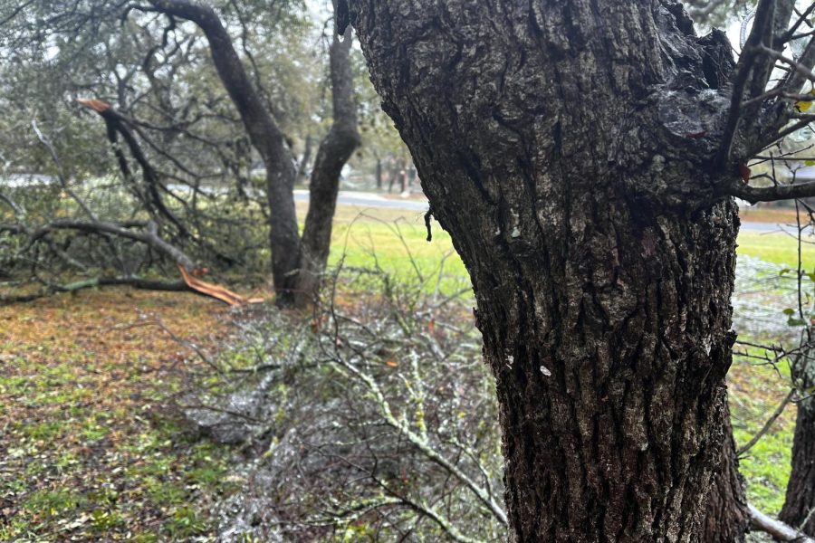 Fallen branches fill the front yard of senior Bethany Mann after the last major freeze two years ago.